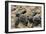 Two Newly Hatched Loggerhead Turtles (Caretta Caretta) Heading for the Sea, Dalyan Delta, Turkey-Zankl-Framed Photographic Print