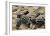 Two Newly Hatched Loggerhead Turtles (Caretta Caretta) Heading for the Sea, Dalyan Delta, Turkey-Zankl-Framed Photographic Print