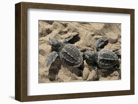 Two Newly Hatched Loggerhead Turtles (Caretta Caretta) Heading for the Sea, Dalyan Delta, Turkey-Zankl-Framed Photographic Print