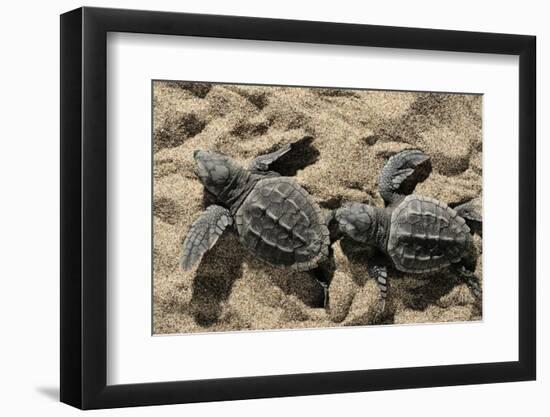 Two Newly Hatched Loggerhead Turtles (Caretta Caretta) Heading for the Sea, Dalyan Delta, Turkey-Zankl-Framed Photographic Print