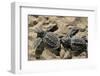 Two Newly Hatched Loggerhead Turtles (Caretta Caretta) Heading for the Sea, Dalyan Delta, Turkey-Zankl-Framed Photographic Print