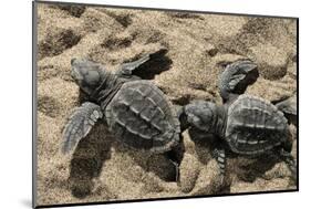 Two Newly Hatched Loggerhead Turtles (Caretta Caretta) Heading for the Sea, Dalyan Delta, Turkey-Zankl-Mounted Photographic Print