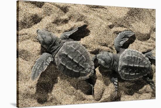 Two Newly Hatched Loggerhead Turtles (Caretta Caretta) Heading for the Sea, Dalyan Delta, Turkey-Zankl-Stretched Canvas