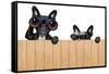 Two Nosy Dogs-Javier Brosch-Framed Stretched Canvas