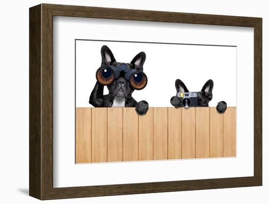 Two Nosy Dogs-Javier Brosch-Framed Photographic Print