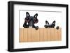 Two Nosy Dogs-Javier Brosch-Framed Photographic Print