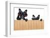 Two Nosy Dogs-Javier Brosch-Framed Photographic Print
