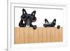 Two Nosy Dogs-Javier Brosch-Framed Photographic Print