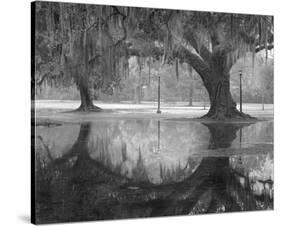 Two Oaks and Reflection, Audubon Park, NOLA-William Guion-Stretched Canvas
