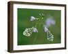 Two Orange tip butterfly roosting at dawn on Cuckooflower, UK-Andy Sands-Framed Photographic Print