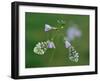 Two Orange tip butterfly roosting at dawn on Cuckooflower, UK-Andy Sands-Framed Photographic Print