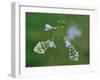 Two Orange tip butterfly roosting at dawn on Cuckooflower, UK-Andy Sands-Framed Photographic Print