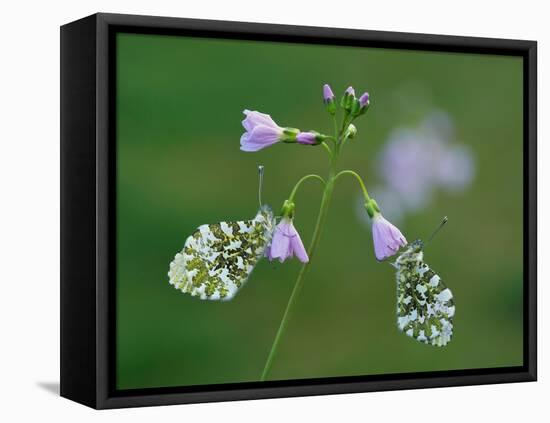 Two Orange tip butterfly roosting at dawn on Cuckooflower, UK-Andy Sands-Framed Stretched Canvas