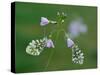 Two Orange tip butterfly roosting at dawn on Cuckooflower, UK-Andy Sands-Stretched Canvas