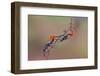 Two Orange-Nunu Rizani-Framed Photographic Print