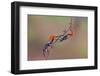 Two Orange-Nunu Rizani-Framed Photographic Print