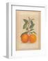 Two Oranges-Laurence David-Framed Art Print