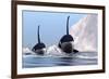 Two Orca Whales Pass Near an Iceberg in the North Arctic Ocean-null-Framed Art Print