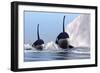 Two Orca Whales Pass Near an Iceberg in the North Arctic Ocean-null-Framed Premium Giclee Print