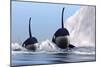 Two Orca Whales Pass Near an Iceberg in the North Arctic Ocean-null-Mounted Premium Giclee Print