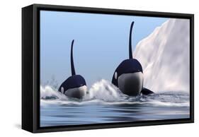 Two Orca Whales Pass Near an Iceberg in the North Arctic Ocean-null-Framed Stretched Canvas
