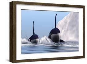 Two Orca Whales Pass Near an Iceberg in the North Arctic Ocean-null-Framed Art Print