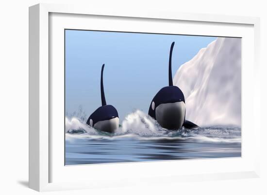 Two Orca Whales Pass Near an Iceberg in the North Arctic Ocean-null-Framed Art Print