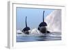 Two Orca Whales Pass Near an Iceberg in the North Arctic Ocean-null-Framed Art Print