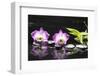 Two Orchid and Stones with Bamboo Green Leaf-crystalfoto-Framed Photographic Print