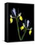 Two Orchid Flowers Isolated on Black Background-Christian Slanec-Framed Stretched Canvas