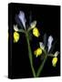 Two Orchid Flowers Isolated on Black Background-Christian Slanec-Stretched Canvas