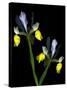 Two Orchid Flowers Isolated on Black Background-Christian Slanec-Stretched Canvas