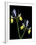 Two Orchid Flowers Isolated on Black Background-Christian Slanec-Framed Photographic Print