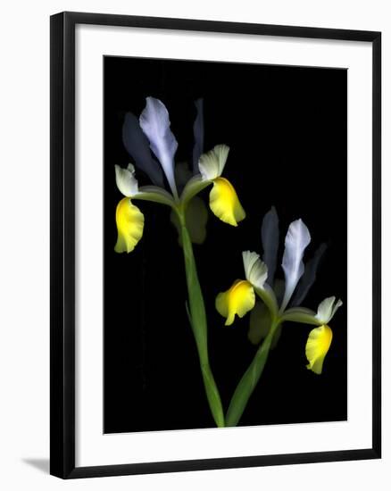 Two Orchid Flowers Isolated on Black Background-Christian Slanec-Framed Photographic Print