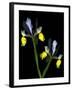 Two Orchid Flowers Isolated on Black Background-Christian Slanec-Framed Photographic Print