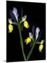 Two Orchid Flowers Isolated on Black Background-Christian Slanec-Mounted Photographic Print