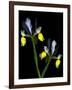 Two Orchid Flowers Isolated on Black Background-Christian Slanec-Framed Photographic Print