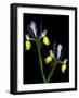 Two Orchid Flowers Isolated on Black Background-Christian Slanec-Framed Photographic Print