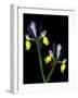 Two Orchid Flowers Isolated on Black Background-Christian Slanec-Framed Photographic Print