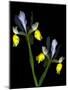 Two Orchid Flowers Isolated on Black Background-Christian Slanec-Mounted Photographic Print