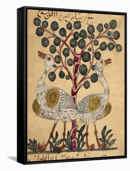 Two Ostriches-Aristotle ibn Bakhtishu-Framed Stretched Canvas