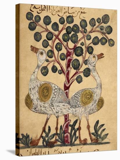 Two Ostriches-Aristotle ibn Bakhtishu-Stretched Canvas