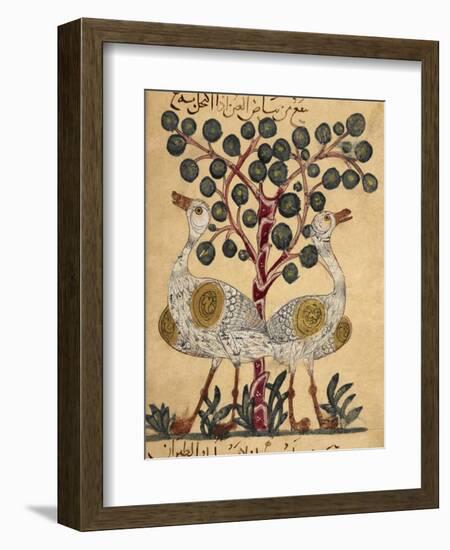 Two Ostriches-Aristotle ibn Bakhtishu-Framed Giclee Print