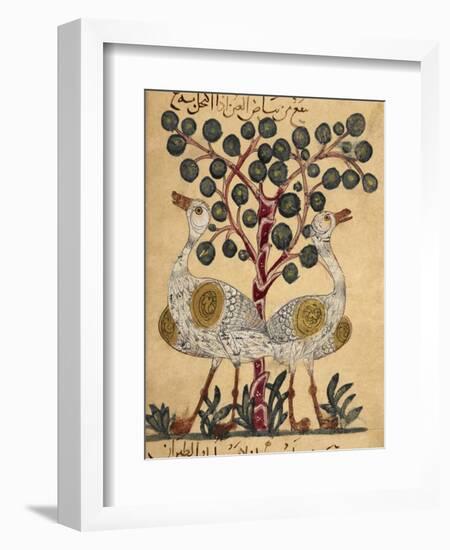 Two Ostriches-Aristotle ibn Bakhtishu-Framed Giclee Print