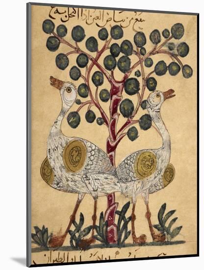 Two Ostriches-Aristotle ibn Bakhtishu-Mounted Giclee Print