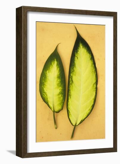 Two Oval Leaves-Den Reader-Framed Photographic Print