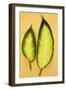 Two Oval Leaves-Den Reader-Framed Photographic Print