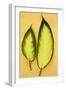 Two Oval Leaves-Den Reader-Framed Photographic Print