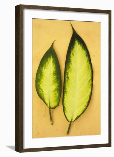 Two Oval Leaves-Den Reader-Framed Photographic Print