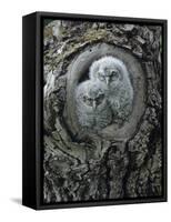 Two Owlets in Tree Knot-Nosnibor137-Framed Stretched Canvas